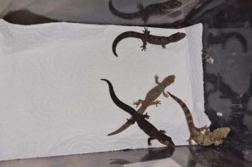 Lizards kaufen und verkaufen Photo:  2.2 Thecadactylus oskrobapreinorum adult  2.