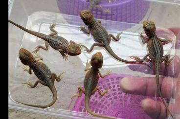 Lizards kaufen und verkaufen Photo: 0.0.6 Pogona vitticeps "thunderbolt morph"