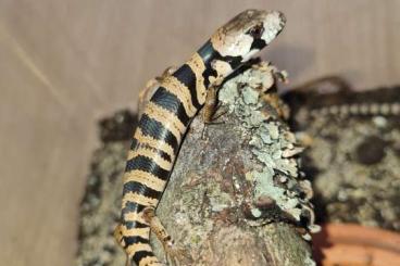 Lizards kaufen und verkaufen Photo: Hamm:  0.0.40 Hemisphaeriodon gerrardii in top condition and all eatin
