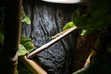 Echsen kaufen und verkaufen Foto: Goldstaubgeckos abzugeben Echsen kaufen und verkaufen Foto: Goldstaubgeckos abzugeben