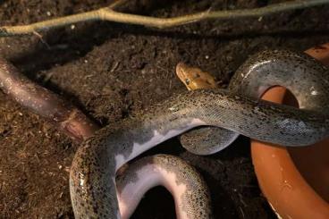 Schlangen kaufen und verkaufen Foto: Verkleinere meinen Bestand an Reptilien 