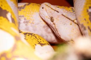 Schlangen kaufen und verkaufen Foto: Verkleinere meinen Bestand an Reptilien 