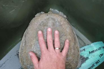 Schildkröten  kaufen und verkaufen Foto: Suche pelodiscus sinensis Male