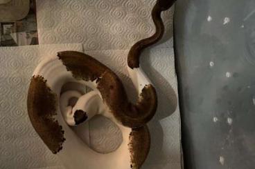 Königspythons kaufen und verkaufen Foto: Python regius pinstripe piebald