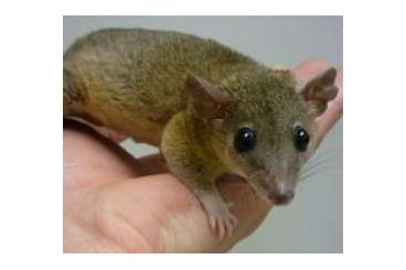 Exotic mammals kaufen und verkaufen Photo: Männliches Kurzschwanzopossum (Monodelphis domestica)