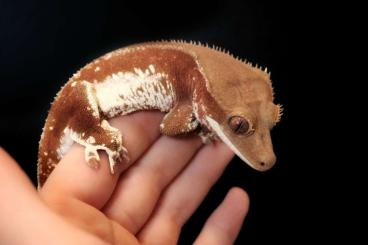 Geckos kaufen und verkaufen Photo: verschiedene Kronengeckos Geckos kaufen und verkaufen Photo: verschiedene Kronengeckos