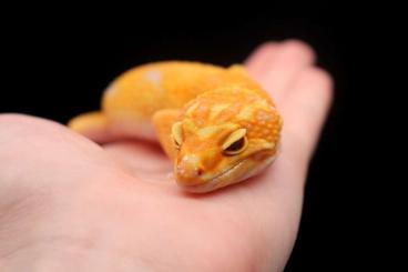 Geckos kaufen und verkaufen Foto: Verschiedene Geckos / Schlangen Geckos kaufen und verkaufen Foto: Verschiedene Geckos / Schlangen