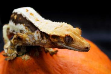 Geckos kaufen und verkaufen Photo: Verschiedene Geckos / Schlangen Geckos kaufen und verkaufen Photo: Verschiedene Geckos / Schlangen