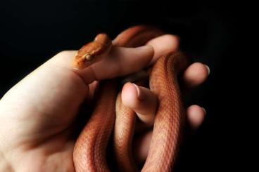 Snakes kaufen und verkaufen Photo: Verschiedene Geckos / Schlangen Snakes kaufen und verkaufen Photo: Verschiedene Geckos / Schlangen