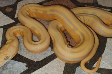 Pythons kaufen und verkaufen Foto: Retic albino (super) sunstripe 