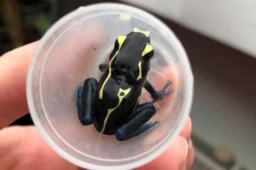 Pfeilgiftfrösche kaufen und verkaufen Foto: Dart Frogs Juveniles and Adult Pairs