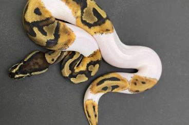 Königspythons kaufen und verkaufen Foto: 50% discount Houten Snake Day