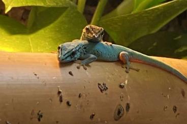 Geckos kaufen und verkaufen Foto: 1.1 erfolgreiche Zuchtgruppe Lygodactylus williamsi