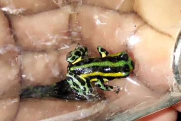 Poison dart frogs kaufen und verkaufen Photo: Biete ranitomeya imitator huallaga und lamasi sirensis contamana Poison dart frogs kaufen und verkaufen Photo: Biete ranitomeya imitator huallaga und lamasi sirensis contamana