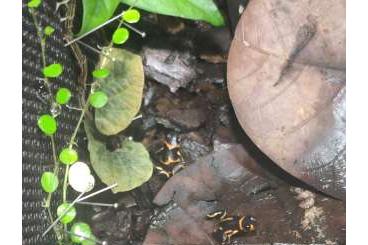 Poison dart frogs kaufen und verkaufen Photo: Biete ranitomeya imitator huallaga und lamasi sirensis contamana Poison dart frogs kaufen und verkaufen Photo: Biete ranitomeya imitator huallaga und lamasi sirensis contamana