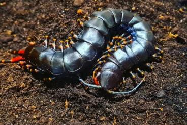 Myriapoda kaufen und verkaufen Foto: Scolopendra gigantea black Isla Magarita 