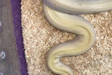 Pythons kaufen und verkaufen Foto:  super hypo albino (red eye Lucy) nz23 Dunkler Tigerpython