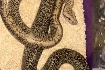 Pythons kaufen und verkaufen Photo: Python molurus bivittatus Granit het. 100% Caramel 50% Pied nz 24 Pythons kaufen und verkaufen Photo: Python molurus bivittatus Granit het. 100% Caramel 50% Pied nz 24