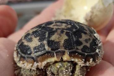 Tortoises kaufen und verkaufen Photo: Malacochersus tornieri zu verkaufen