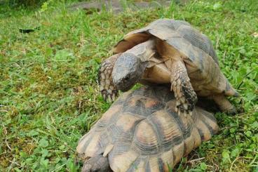 Tortoises kaufen und verkaufen Photo: 2,5 +0,0,2 Testudo marginata abzugeben 