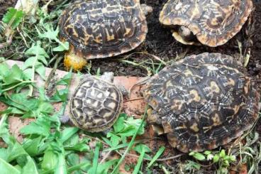 Turtles and Tortoises kaufen und verkaufen Photo: 0.2 Spaltenschildkröten abzugeben Turtles and Tortoises kaufen und verkaufen Photo: 0.2 Spaltenschildkröten abzugeben