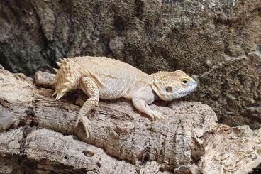Other Agama kaufen und verkaufen Photo: 1.1 Biberschwanzagamen abzugeben Other Agama kaufen und verkaufen Photo: 1.1 Biberschwanzagamen abzugeben