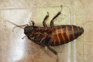 Insekten kaufen und verkaufen Photo: Riesen Fauchschaben abzugeben Insekten kaufen und verkaufen Photo: Riesen Fauchschaben abzugeben