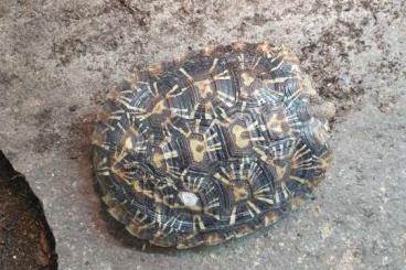 Landschildkröten kaufen und verkaufen Photo: Spaltenschildkröten abzugeben 