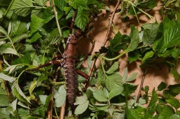 Insekten kaufen und verkaufen Photo: 0.10 Eurycantha calcarata Dorngespenstschrecken Insekten kaufen und verkaufen Photo: 0.10 Eurycantha calcarata Dorngespenstschrecken