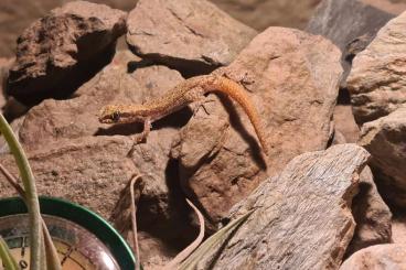 Geckos kaufen und verkaufen Foto: 1.2 Tropiocolotes tripolitanus 