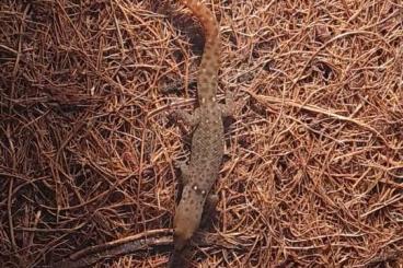 Geckos kaufen und verkaufen Photo: Suche sphaerodactylus difficilis Weibchen 