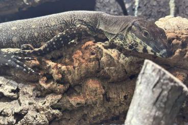 Monitor lizards kaufen und verkaufen Photo: Varanus Varius Male 1.5yo