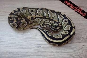 Ball Pythons kaufen und verkaufen Photo: *****Königspython Nachzuchten abzugeben!!!*****