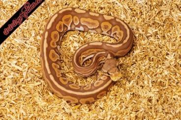 Königspythons kaufen und verkaufen Foto: ***Königspython/Python regius abzugeben***Breeder*