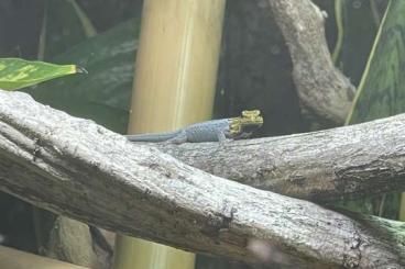 Geckos kaufen und verkaufen Foto: Lygodactylus picturatus 2.4.0 