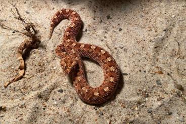 Schlangen kaufen und verkaufen Foto: Snakes for sell (Bitis, Malayopython, Boa) for Houten