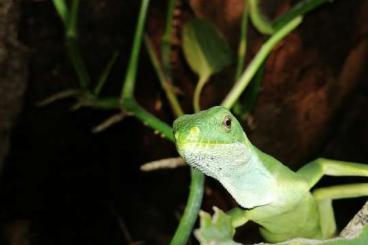 Lizards kaufen und verkaufen Photo: 1.1 brachylophus fasciatus