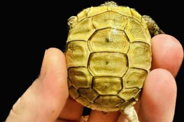 Sumpfschildkröten kaufen und verkaufen Foto: Golden Graeca ibera tortoise 