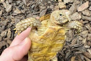 Tortoises kaufen und verkaufen Photo: Homopus areolatus adults pairs 
