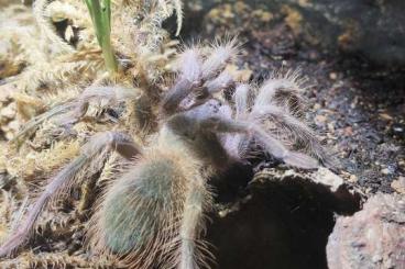 Vogelspinnen kaufen und verkaufen Foto: Div. Vogelspinnen abzugeben Vogelspinnen kaufen und verkaufen Foto: Div. Vogelspinnen abzugeben
