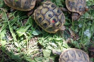 Tortoises kaufen und verkaufen Photo: Testudo hermanni, Griechische Landschildkröten Tortoises kaufen und verkaufen Photo: Testudo hermanni, Griechische Landschildkröten