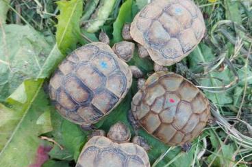 Tortoises kaufen und verkaufen Photo: Testudo Marginata, Breitrandschildkröten aus 2024 Tortoises kaufen und verkaufen Photo: Testudo Marginata, Breitrandschildkröten aus 2024