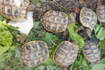 Tortoises kaufen und verkaufen Photo: Griechische Landschilkröten und Breitrandschildkröten aus 2024