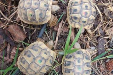 Landschildkröten kaufen und verkaufen Foto: Die letzten 4 Testudo hermanni, Griechische Landschildkröten Landschildkröten kaufen und verkaufen Foto: Die letzten 4 Testudo hermanni, Griechische Landschildkröten
