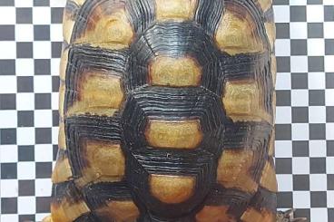 Landschildkröten kaufen und verkaufen Foto: Testudo marginata Männchen von 2018 Landschildkröten kaufen und verkaufen Foto: Testudo marginata Männchen von 2018