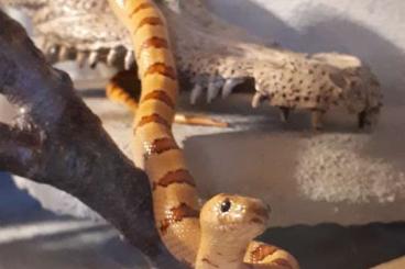 Schlangen kaufen und verkaufen Foto: 1.1 Lampropeltis leonis aus 2020