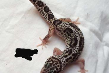 Geckos kaufen und verkaufen Foto: Verschiedene Leopardgeckos 2021