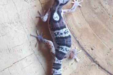 Lizards kaufen und verkaufen Photo: Leopardgecko NZ Eublepharis macularius 