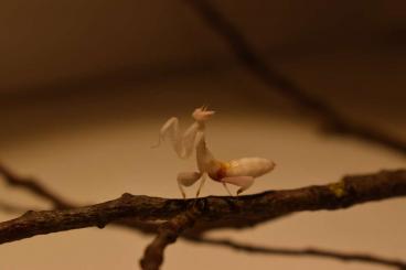 Insekten kaufen und verkaufen Foto: Hymenopus coronatus (Orchideenmantis)