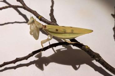 Insects kaufen und verkaufen Photo: Helvia cardinalis "gelbe Orchideenmantis" L1-2